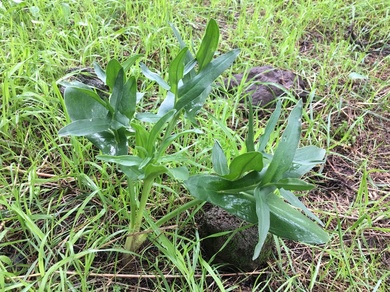 Eminium spiculatum (Blume) Schott