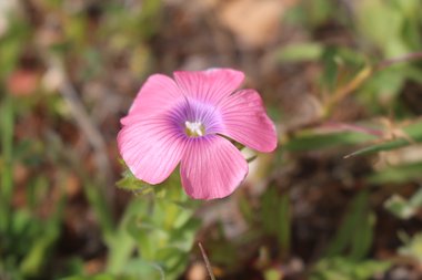 Linum pubescens Banks & Sol.