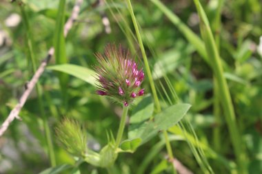 Trifolium dasyurum C.Presl