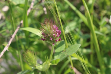 Trifolium dasyurum C.Presl