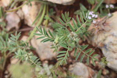 Biserrula epiglottis (L.) Coulot