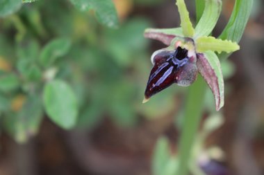 Ophrys sphegodes Mill.