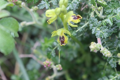 Ophrys lutea subsp. lutea