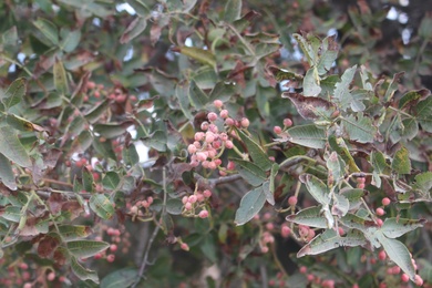 Pistacia atlantica Desf.