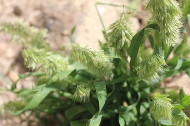 Lamarckia aurea (L.) Moench