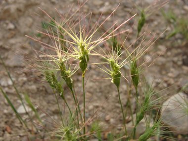 Aegilops biuncialis Vis.