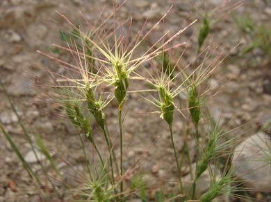 Aegilops biuncialis Vis.