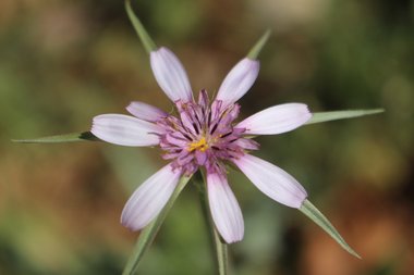 Geropogon hybridus (L.) Sch.Bip.