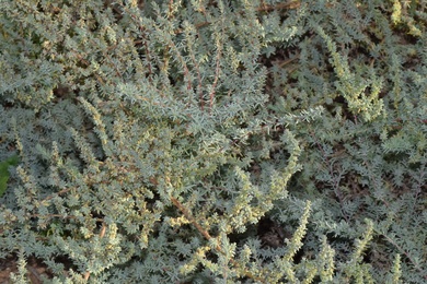 Suaeda fruticosa (L.) Forssk.