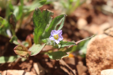 Convolvulus pentapetaloides L.