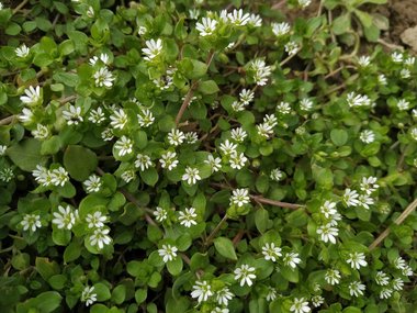 Stellaria media (L.) Vill.