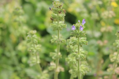 Salvia verbenaca L.