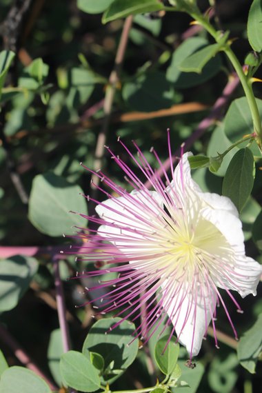 Capparis spinosa L.