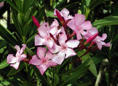 Nerium oleander L.