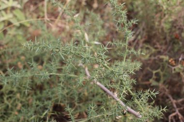 Asparagus aphyllus L.