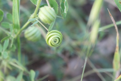 Medicago scutellata (L.) Mill.