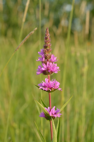 Lythrum salicaria L.