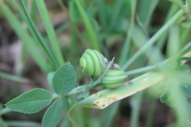 Medicago blancheana Boiss.