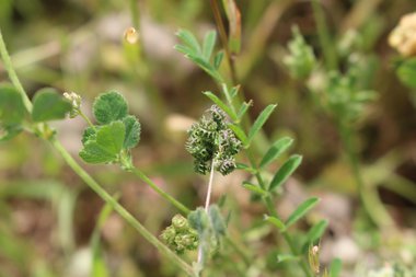 Medicago coronata (L.) Bartal.