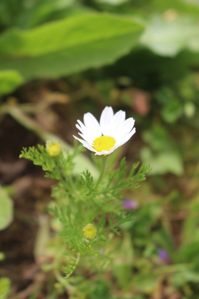 Anthemis pseudocotula Boiss.