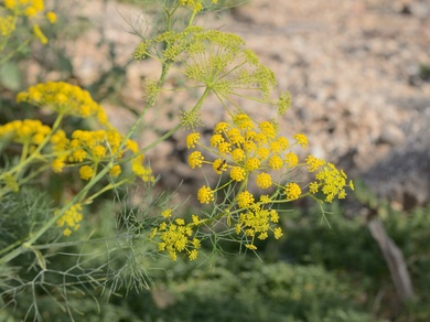 Anethum ridolfia Spalik & Reduron