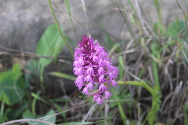 Anacamptis pyramidalis (L.) Rich.