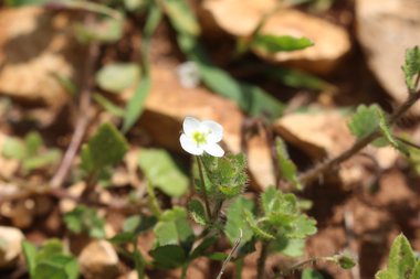 Veronica cymbalaria Bodard