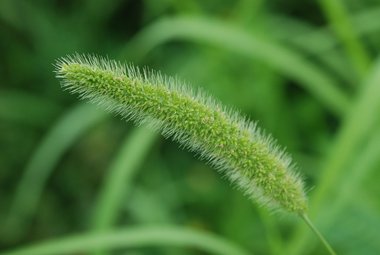 Setaria verticillata (L.) P.Beauv.
