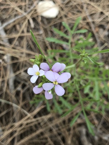 Erucaria hispanica (L.) Druce
