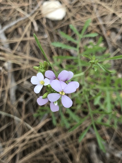Erucaria hispanica (L.) Druce