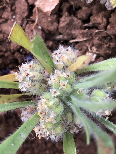 Plantago cretica L...