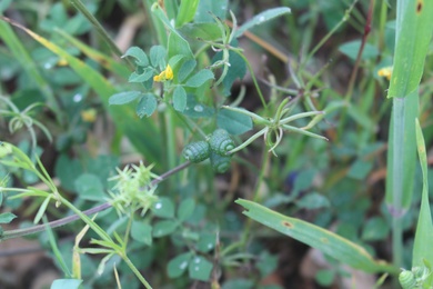 Medicago turbinata (L.) All.