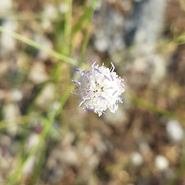 Cephalaria joppensis (Rchb.) Coult.