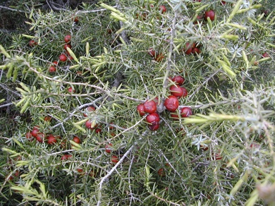 Juniperus oxycedrus L.