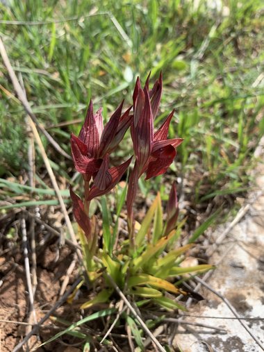Serapias orientalis subsp. levantina (H.Baumann & Künkele) Kreutz