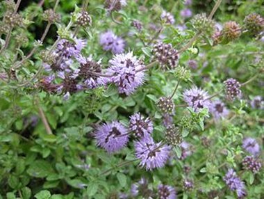 Mentha pulegium L.