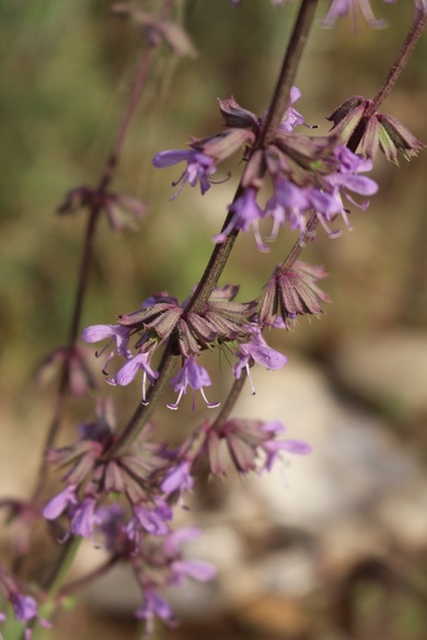 Salvia judaica Boiss.