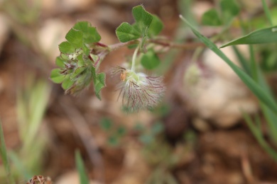 Trifolium pilulare Boiss.