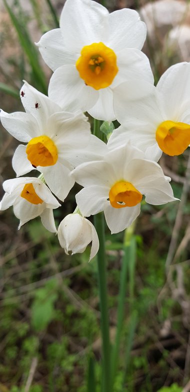 Narcissus tazetta L.