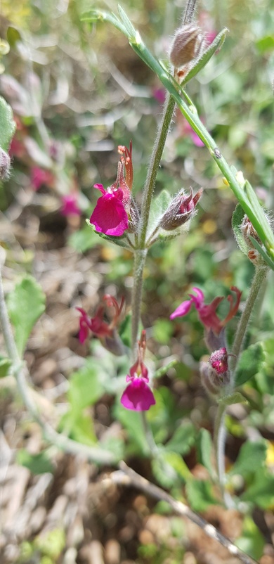 Teucrium divaricatum Sieber ex Heldr.