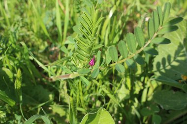 Onobrychis crista-galli (L.) Lam.