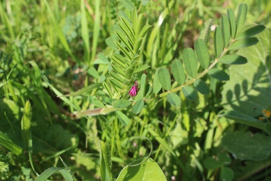 Onobrychis crista-galli (L.) Lam.
