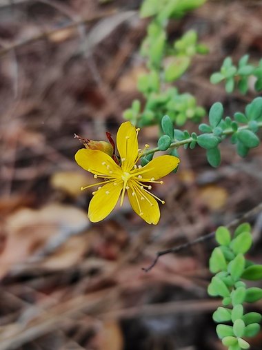 Hypericum thymifolium Banks & Sol.