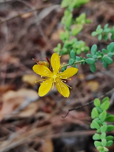 Hypericum thymifolium Banks & Sol.