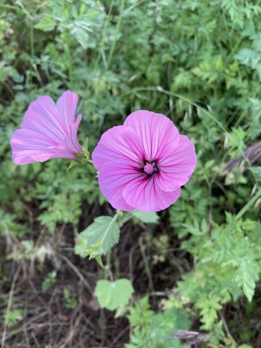 Malva trimestris (L.) Salisb.