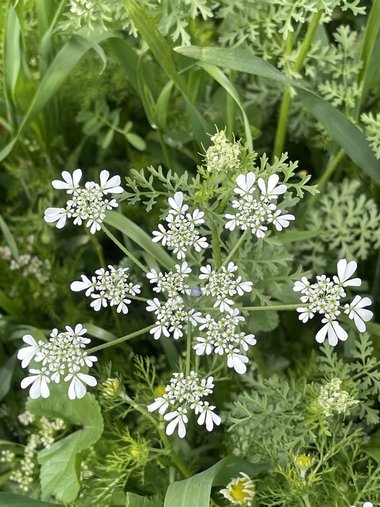 Tordylium aegyptiacum (L.) Lam.