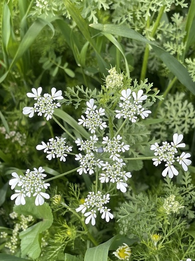 Tordylium aegyptiacum (L.) Lam.