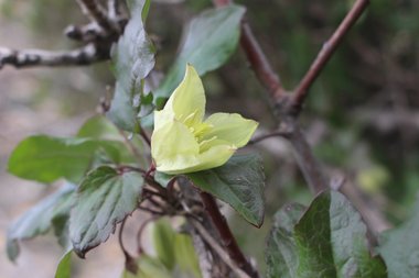 Clematis cirrhosa L.