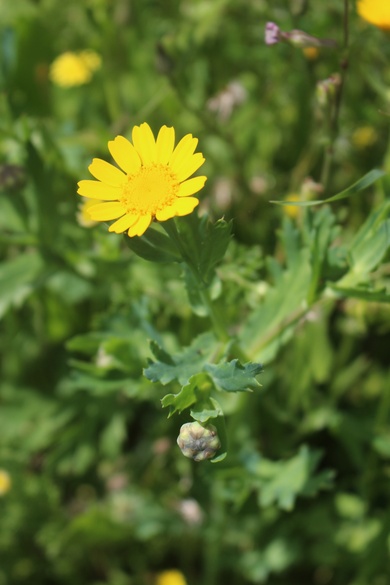 Glebionis segetum (L.) Fourr.
