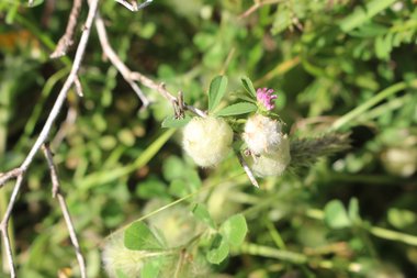 Trifolium tomentosum L.